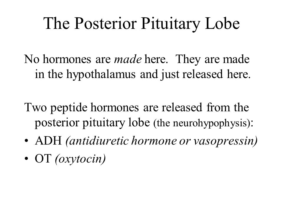 The Posterior Pituitary Lobe No hormones are made here.