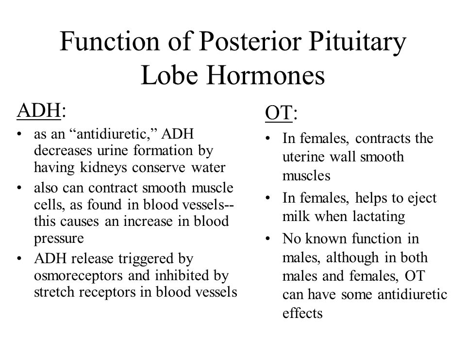 Function of Posterior Pituitary Lobe Hormones ADH: as an antidiuretic, ADH decreases urine formation by having kidneys conserve water also can contract smooth muscle cells, as found in blood vessels-- this causes an increase in blood pressure ADH release triggered by osmoreceptors and inhibited by stretch receptors in blood vessels OT: In females, contracts the uterine wall smooth muscles In females, helps to eject milk when lactating No known function in males, although in both males and females, OT can have some antidiuretic effects