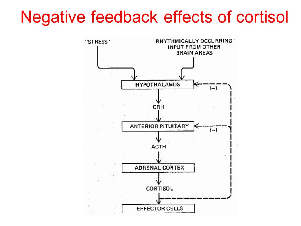 Negative feedback effects of cortisol