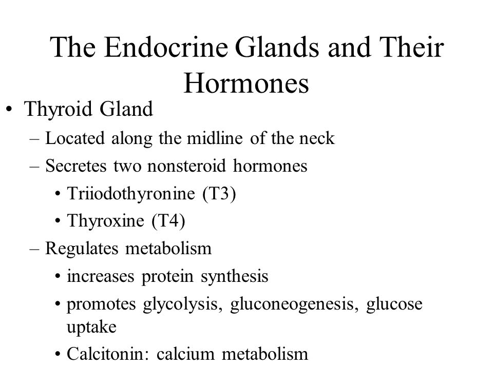 The Endocrine Glands and Their Hormones Thyroid Gland –Located along the midline of the neck –Secretes two nonsteroid hormones Triiodothyronine (T3) Thyroxine (T4) –Regulates metabolism increases protein synthesis promotes glycolysis, gluconeogenesis, glucose uptake Calcitonin: calcium metabolism