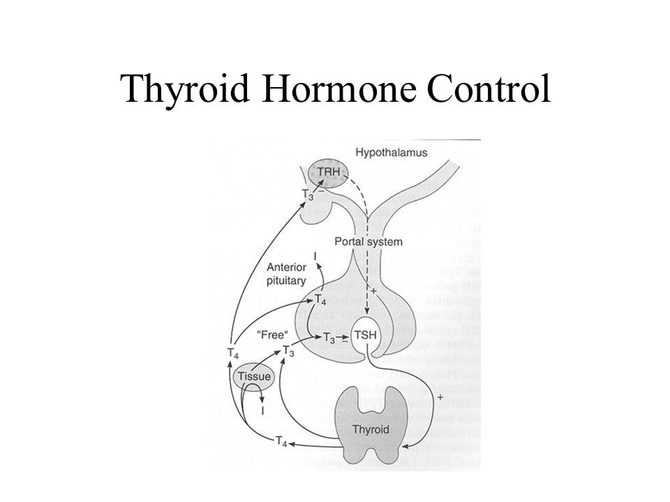 Thyroid Hormone Control