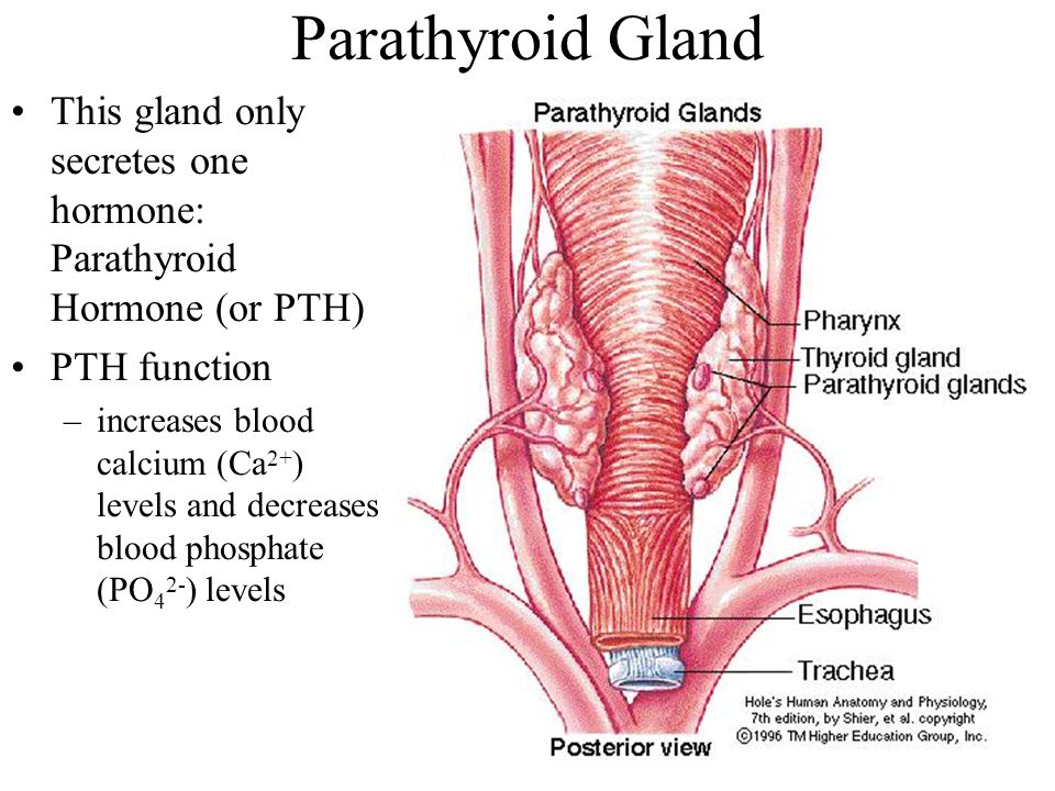 Parathyroid Gland This gland only secretes one hormone: Parathyroid Hormone (or PTH) PTH function –increases blood calcium (Ca 2+ ) levels and decreases blood phosphate (PO 4 2- ) levels