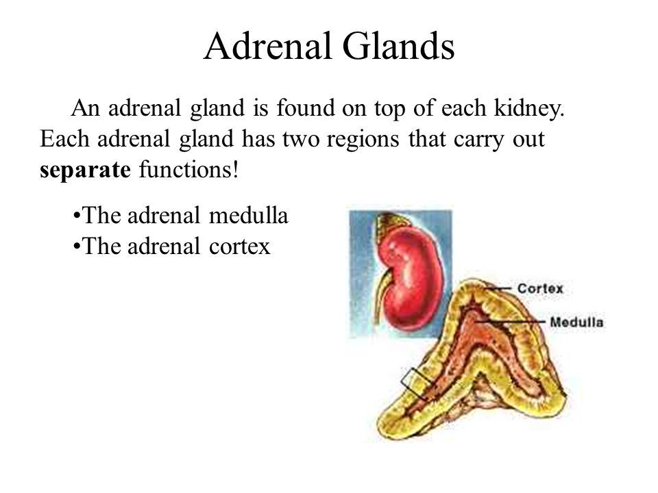 Adrenal Glands An adrenal gland is found on top of each kidney.