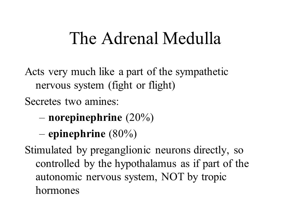 The Adrenal Medulla Acts very much like a part of the sympathetic nervous system (fight or flight) Secretes two amines: –norepinephrine (20%) –epinephrine (80%) Stimulated by preganglionic neurons directly, so controlled by the hypothalamus as if part of the autonomic nervous system, NOT by tropic hormones