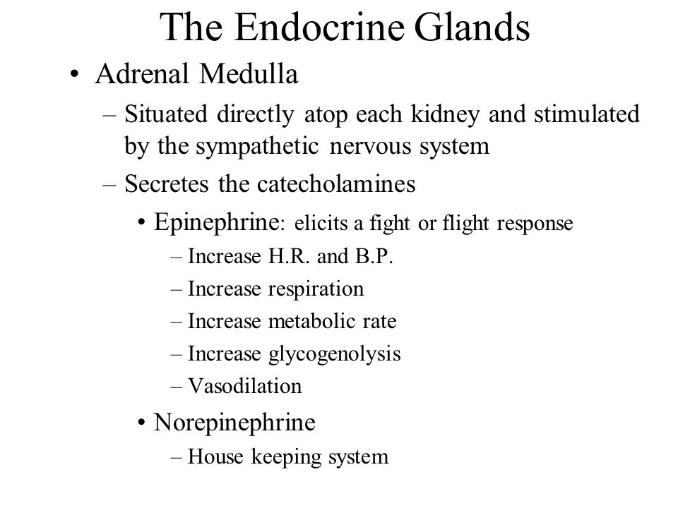 The Endocrine Glands Adrenal Medulla –Situated directly atop each kidney and stimulated by the sympathetic nervous system –Secretes the catecholamines Epinephrine : elicits a fight or flight response –Increase H.R.