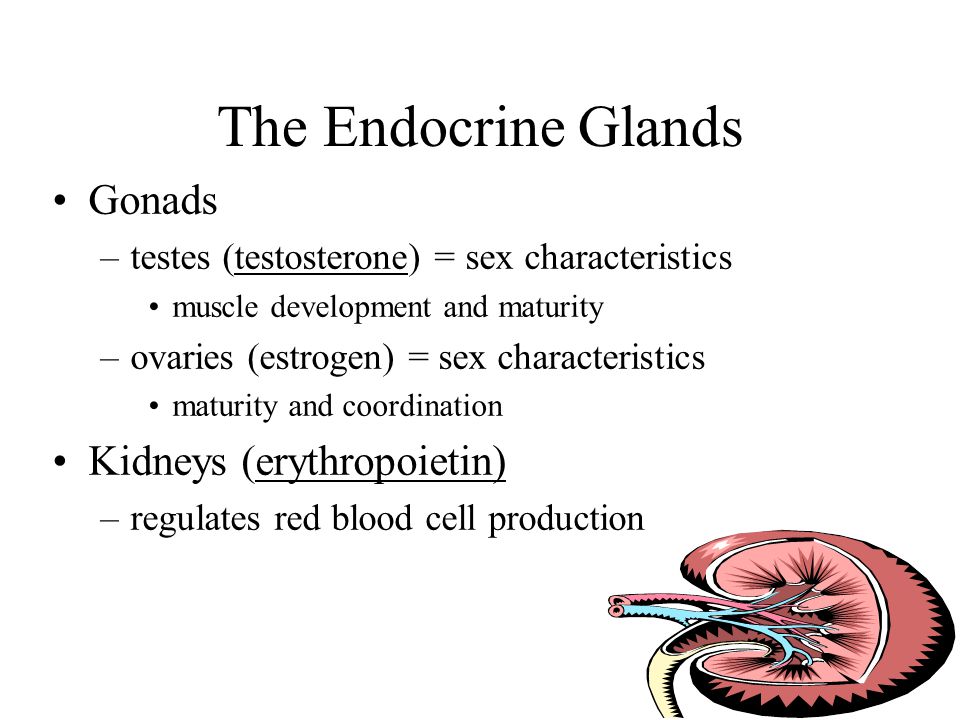 The Endocrine Glands Gonads –testes (testosterone) = sex characteristics muscle development and maturity –ovaries (estrogen) = sex characteristics maturity and coordination Kidneys (erythropoietin) –regulates red blood cell production