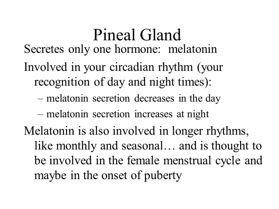 Pineal Gland Secretes only one hormone: melatonin Involved in your circadian rhythm (your recognition of day and night times): –melatonin secretion decreases in the day –melatonin secretion increases at night Melatonin is also involved in longer rhythms, like monthly and seasonal… and is thought to be involved in the female menstrual cycle and maybe in the onset of puberty