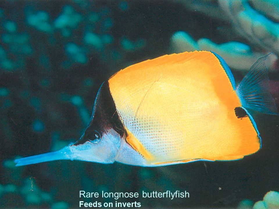 Rare longnose butterflyfish Feeds on inverts