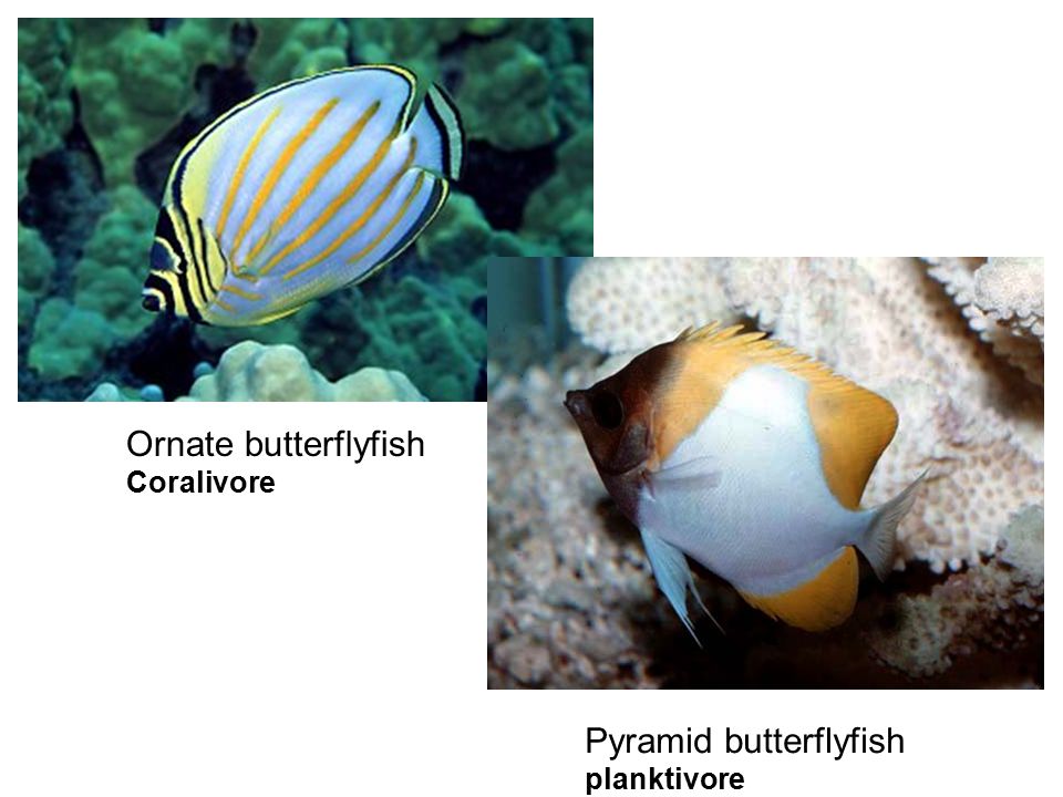 Ornate butterflyfish Coralivore Pyramid butterflyfish planktivore