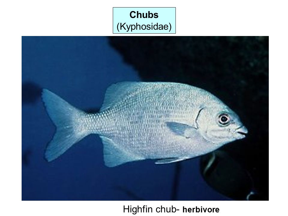 Chubs (Kyphosidae) Highfin chub- herbivore