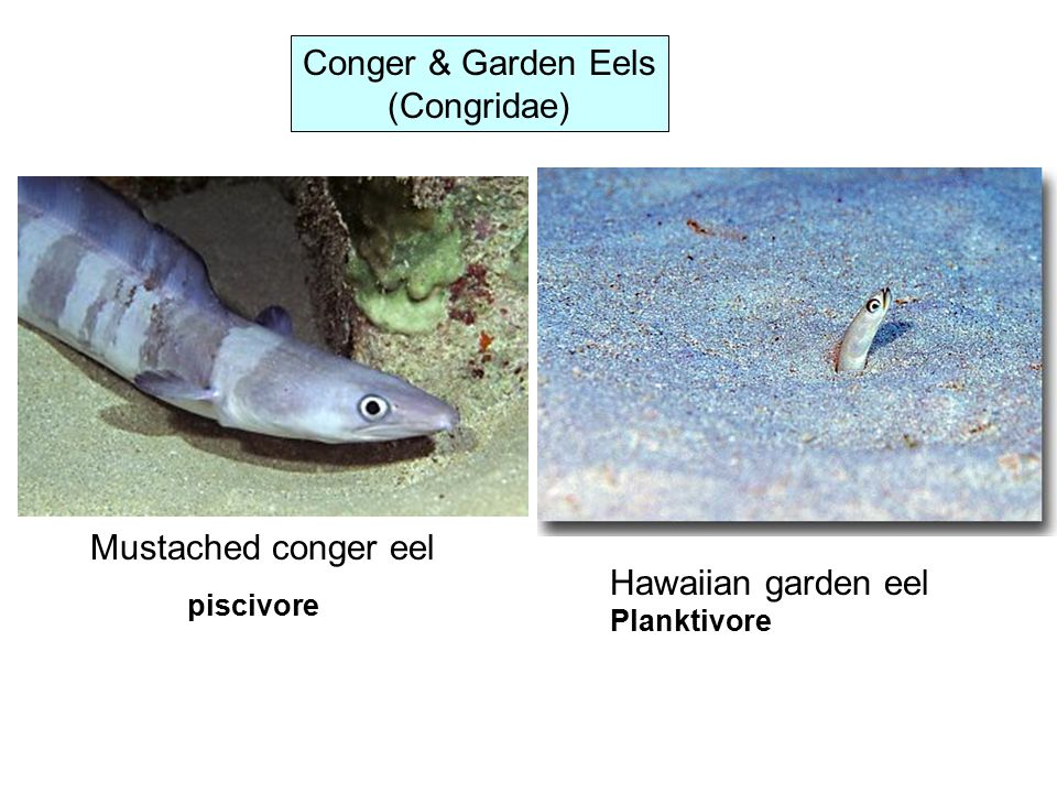Conger & Garden Eels (Congridae) Mustached conger eel piscivore Hawaiian garden eel Planktivore