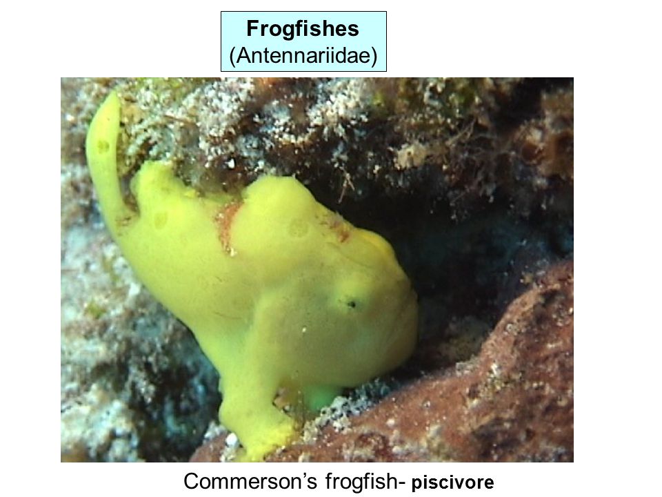 Commerson’s frogfish- piscivore Frogfishes (Antennariidae)
