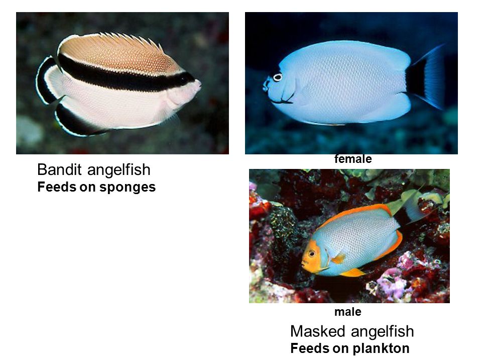 Bandit angelfish Feeds on sponges Masked angelfish Feeds on plankton female male