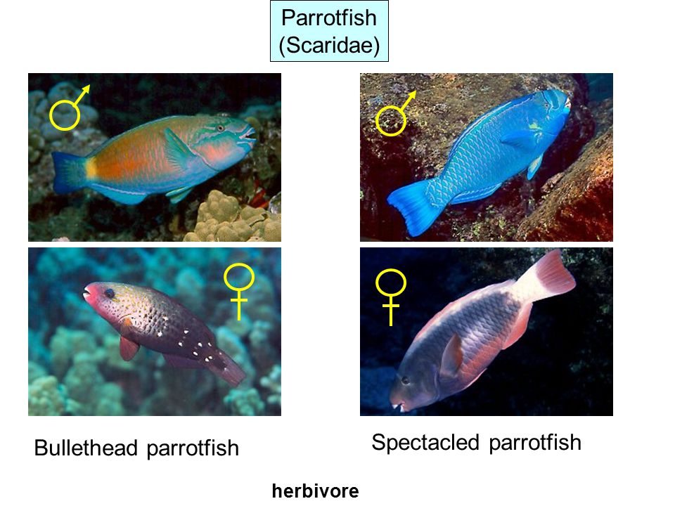 Parrotfish (Scaridae) Bullethead parrotfish Spectacled parrotfish herbivore