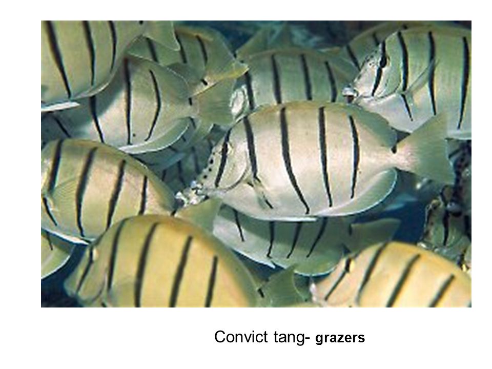 Convict tang- grazers
