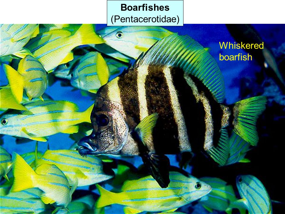 Boarfishes (Pentacerotidae) Whiskered boarfish