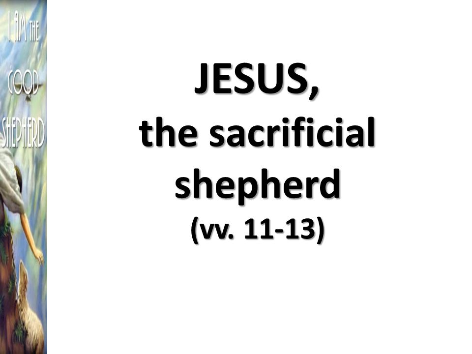 JESUS, the sacrificial shepherd (vv )