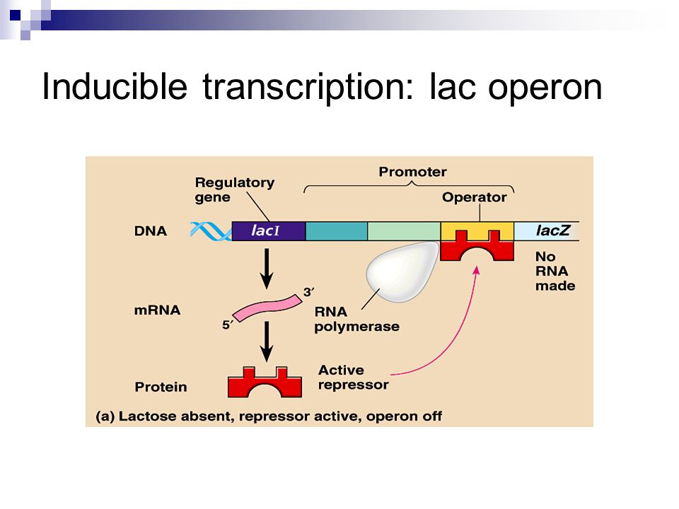 Gene regulation in prokaryotes March 27, Inducible transcription: lac operon.  - ppt download