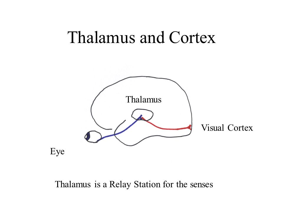 Thalamus Located in very center of brain. Inner chamber