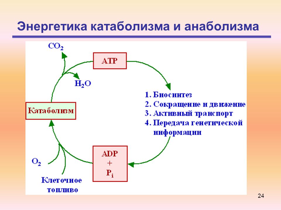 Пример катаболизма у растений МЕТАБОЛИЗМ ОБЩИЙ ОБЗОР. 2 Введение Всю совокупность ферментативных реакций, прот