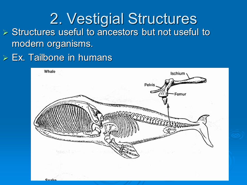 evidence for evolution evidence of change 1 homologous