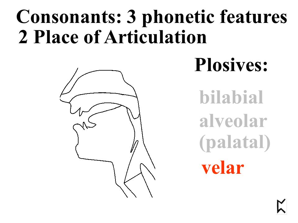 2 Place of Articulation Consonants: 3 phonetic features Plosives: bilabial alveolar velar (palatal)