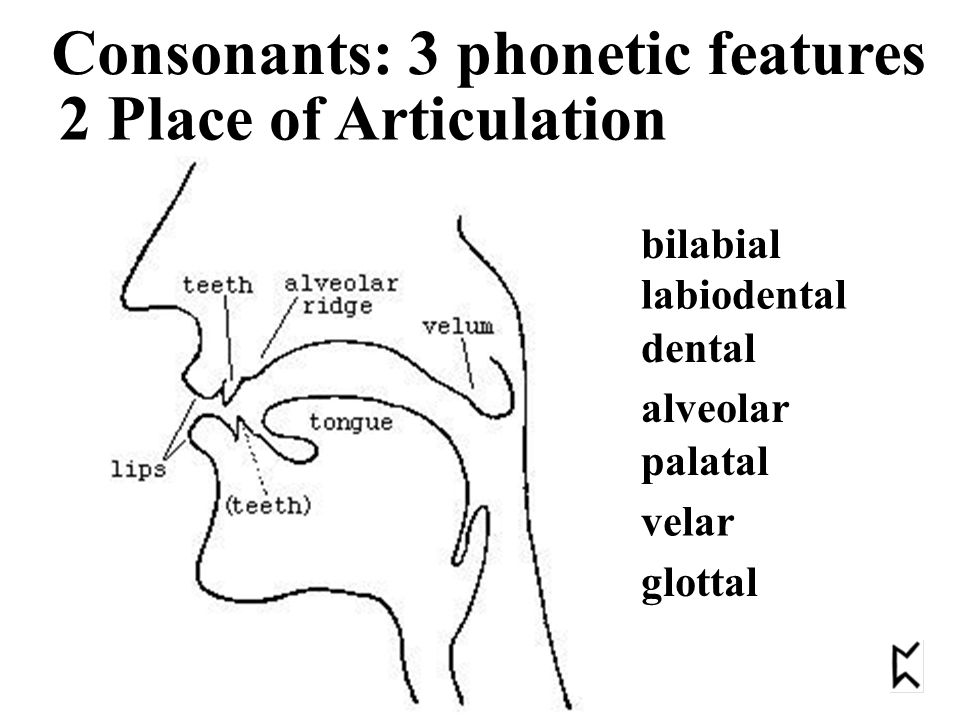 bilabial labiodental dental alveolar palatal velar glottal 2 Place of Articulation Consonants: 3 phonetic features