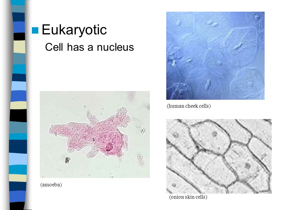 Structures And Processes Of Living Things Ppt Download