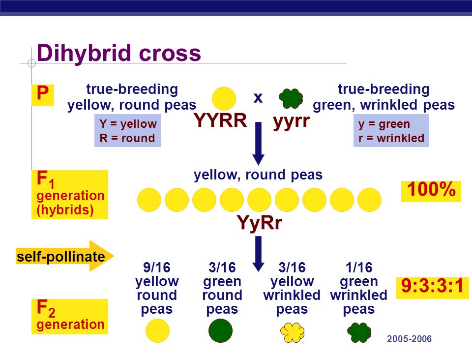 AP Biology Dihybrid cross true-breeding yellow, round peas true-breeding gr...