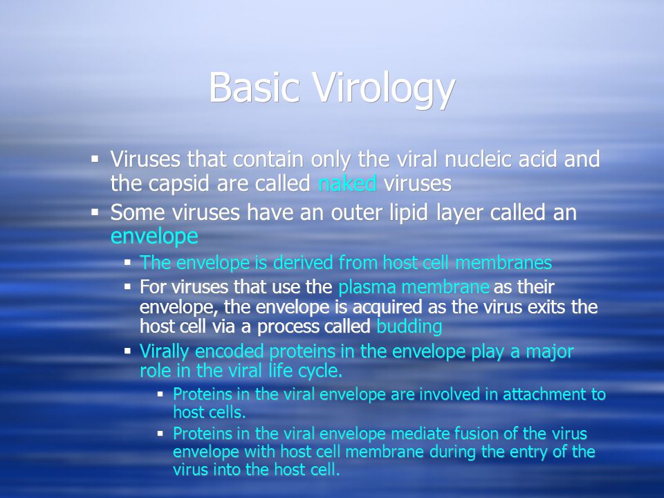 Basic Virology  Viruses that contain only the viral nucleic acid and the capsid are called naked viruses  Some viruses have an outer lipid layer called an envelope  The envelope is derived from host cell membranes  For viruses that use the plasma membrane as their envelope, the envelope is acquired as the virus exits the host cell via a process called budding  Virally encoded proteins in the envelope play a major role in the viral life cycle.