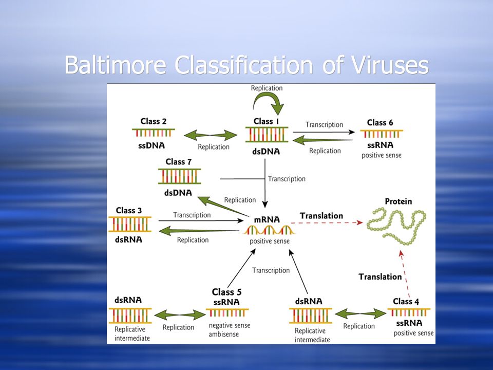 Baltimore Classification of Viruses