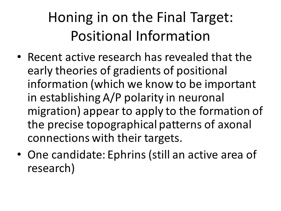 Honing in on the Final Target: Positional Information Recent active research has revealed that the early theories of gradients of positional information (which we know to be important in establishing A/P polarity in neuronal migration) appear to apply to the formation of the precise topographical patterns of axonal connections with their targets.