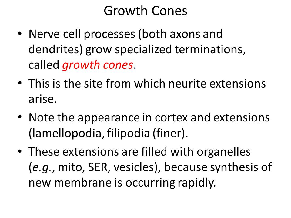 Growth Cones Nerve cell processes (both axons and dendrites) grow specialized terminations, called growth cones.