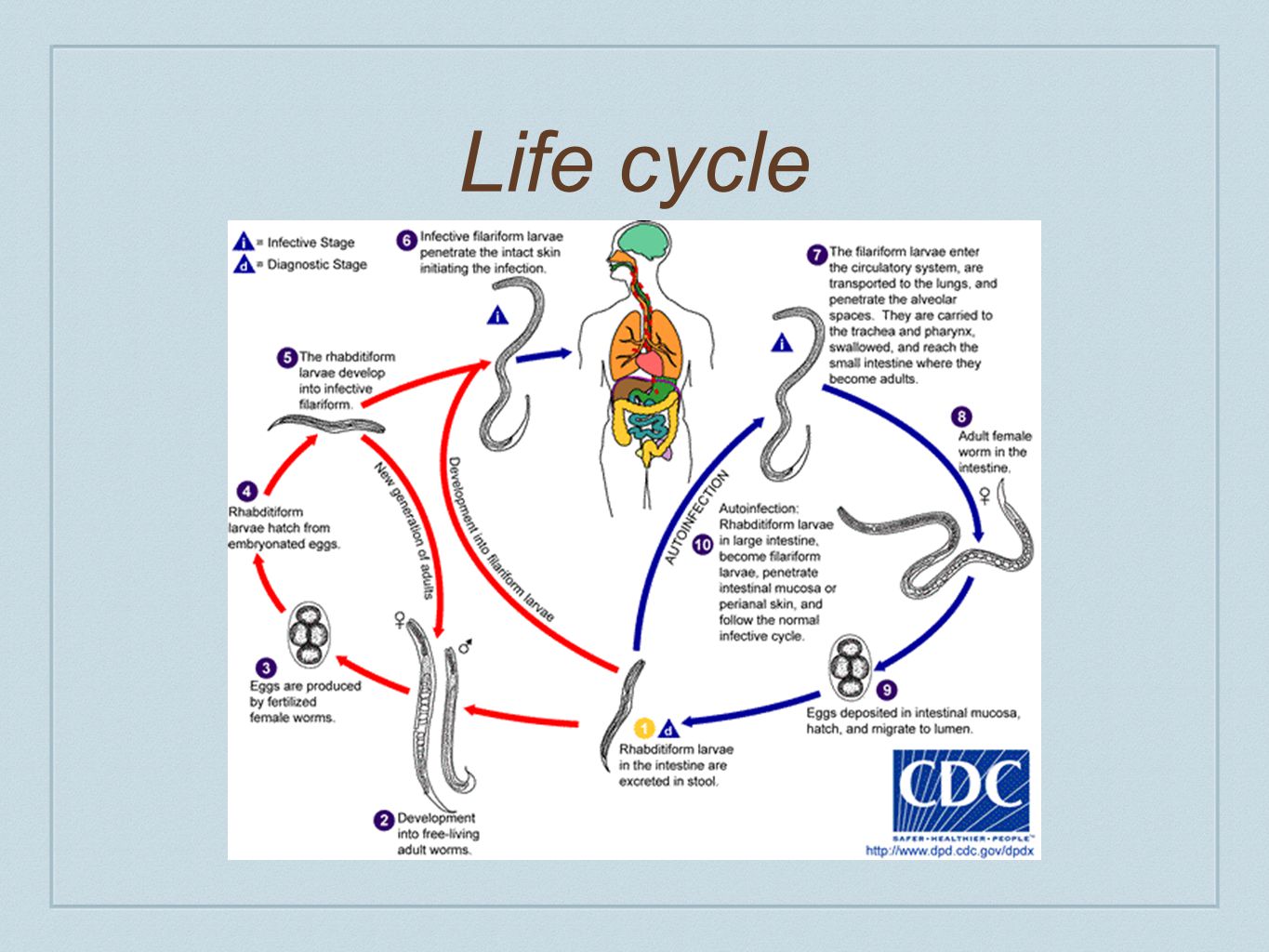 Жизненный цикл угрицы кишечной