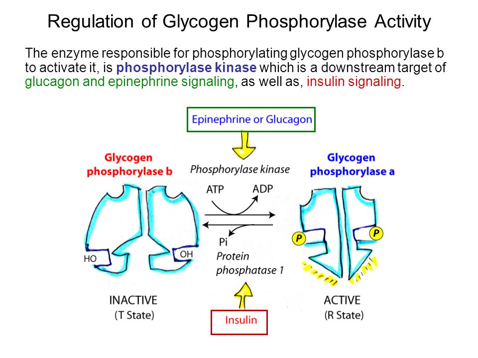 Carbohydrate Metabolism 2 Glycogen Degradation Glycogen - 