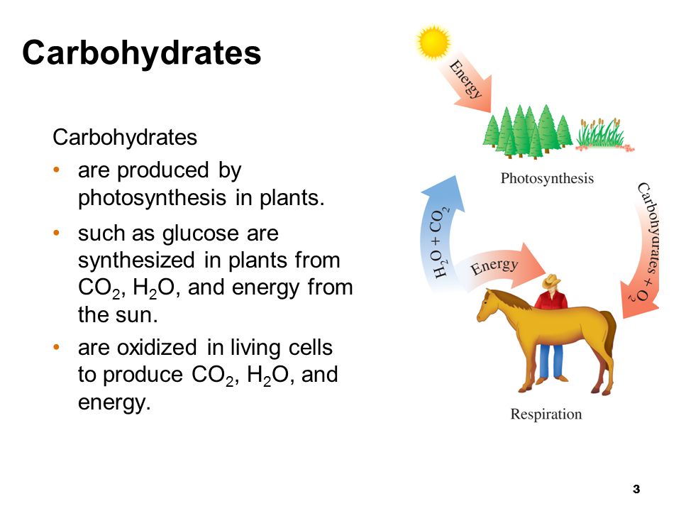 3 Carbohydrates are produced by photosynthesis in plants.