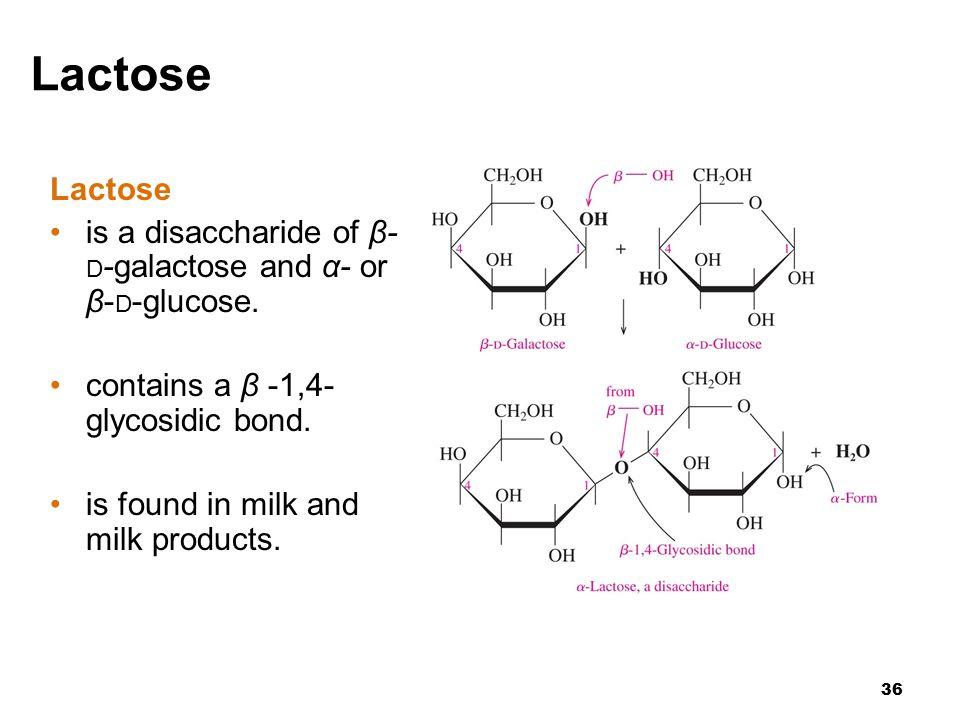 36 Lactose is a disaccharide of β- D -galactose and α- or β- D -glucose.
