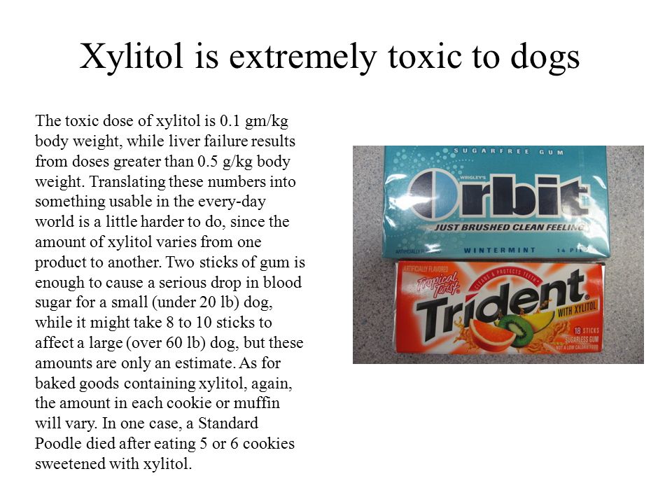 Xylitol is extremely toxic to dogs The toxic dose of xylitol is 0.1 gm/kg body weight, while liver failure results from doses greater than 0.5 g/kg body weight.