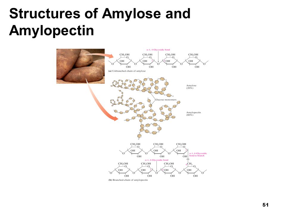 51 Structures of Amylose and Amylopectin