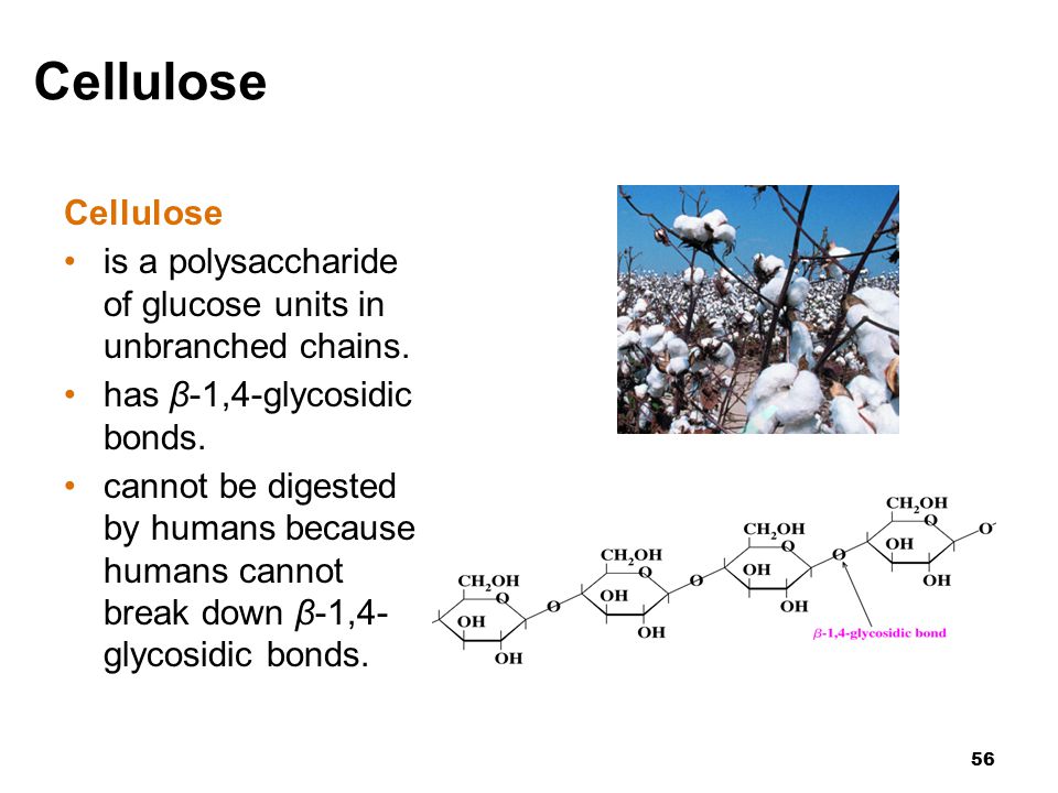 56 Cellulose is a polysaccharide of glucose units in unbranched chains.