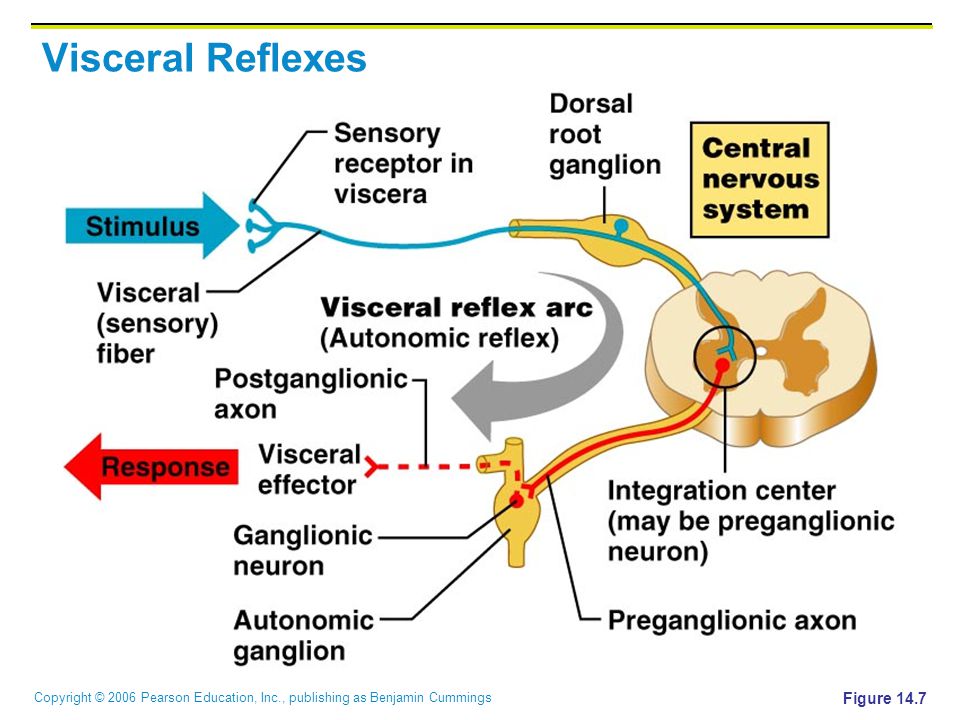 Висцеральный рефлекс. Reflex Arc of the Autonomic nervous System. Autonomic Reflex Arc. Reflex Arc Physiology. Viscera Somatic Reflex.