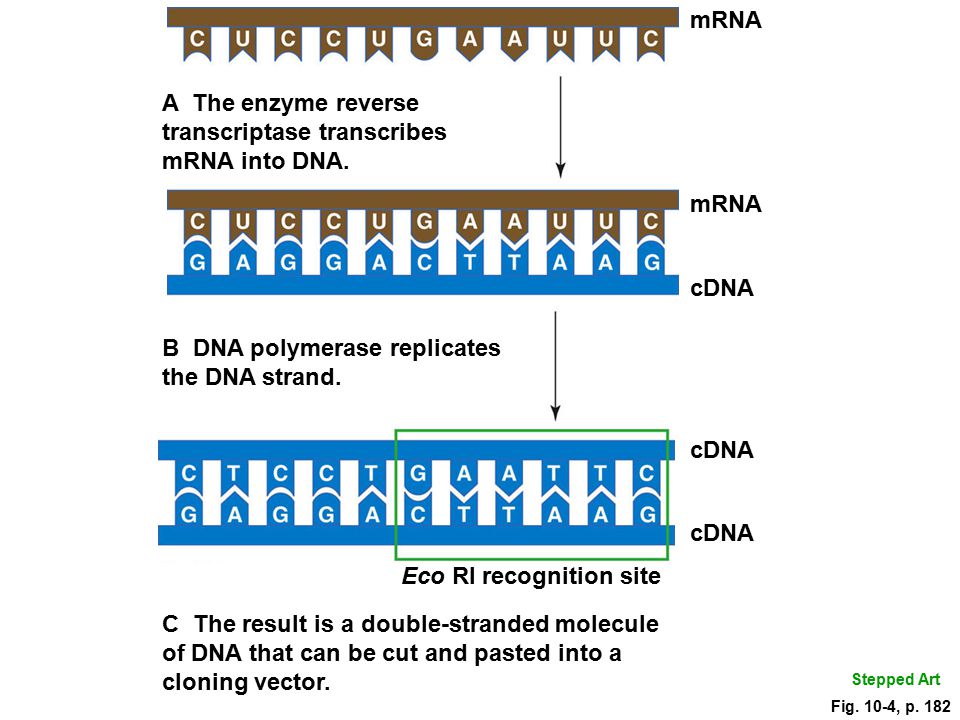 Biotechnology Chapter 10. Golden Rice  Rice plants with added genes make and store beta carotene. -  ppt download