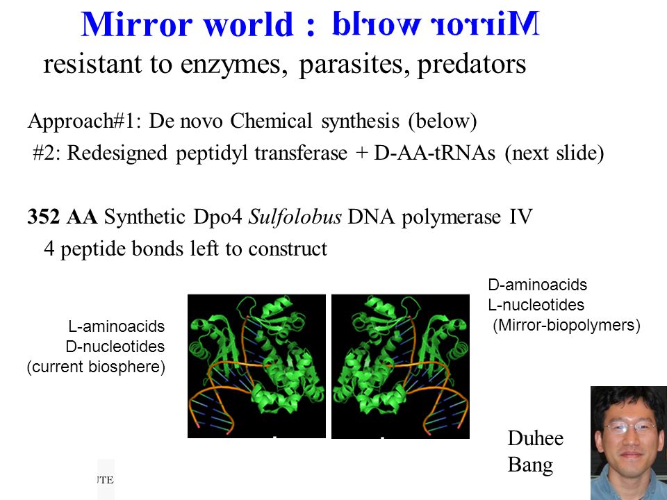 13 Mirror world : resistant to enzymes, parasites, predators Approach#1: De novo Chemical synthesis (below) #2: Redesigned peptidyl transferase + D-AA-tRNAs (next slide) 352 AA Synthetic Dpo4 Sulfolobus DNA polymerase IV 4 peptide bonds left to construct L-aminoacids D-nucleotides (current biosphere) D-aminoacids L-nucleotides (Mirror-biopolymers) Duhee Bang