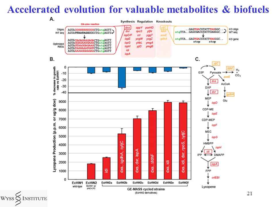 21 Accelerated evolution for valuable metabolites & biofuels
