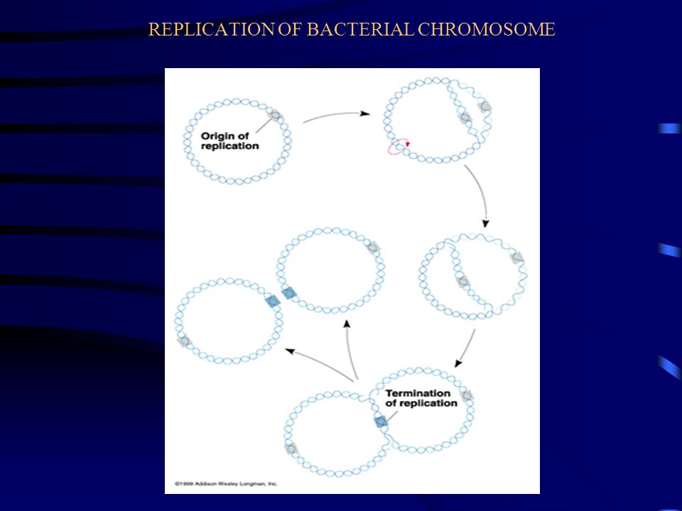 REPLICATION OF BACTERIAL CHROMOSOME