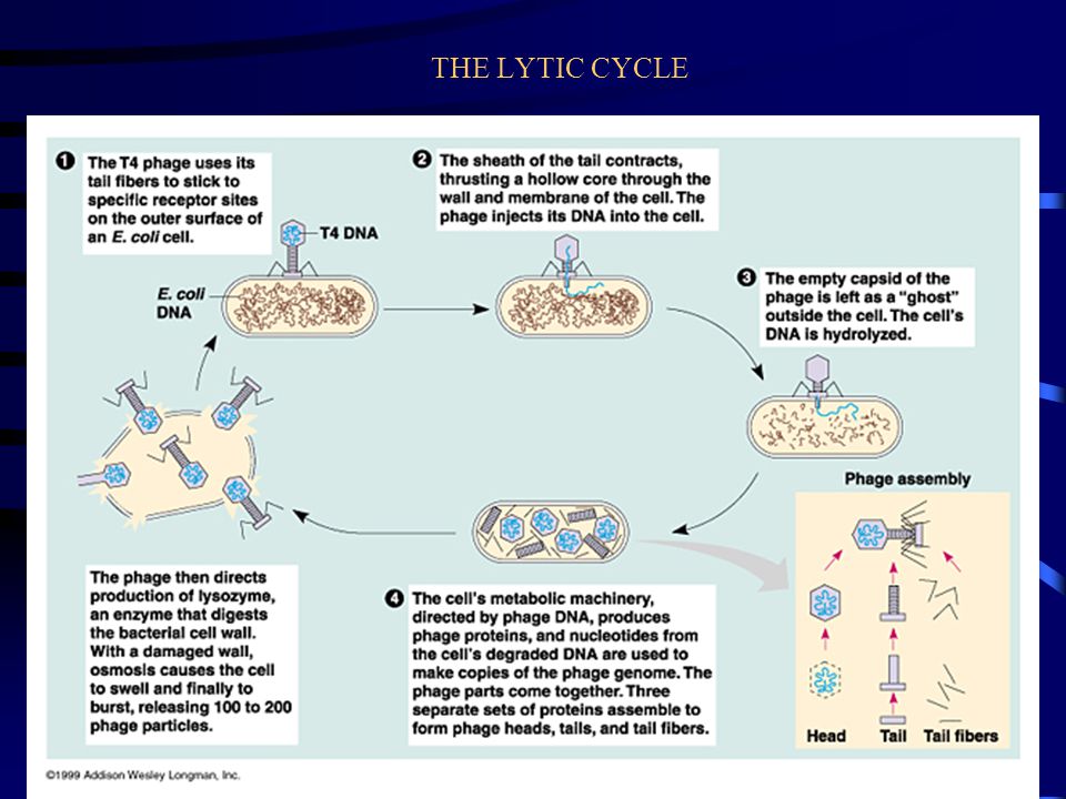 THE LYTIC CYCLE
