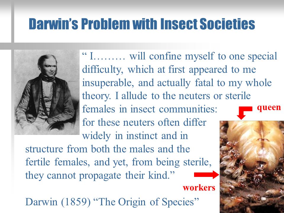 Darwin’s Problem with Insect Societies I……… will confine myself to one special difficulty, which at first appeared to me insuperable, and actually fatal to my whole theory.