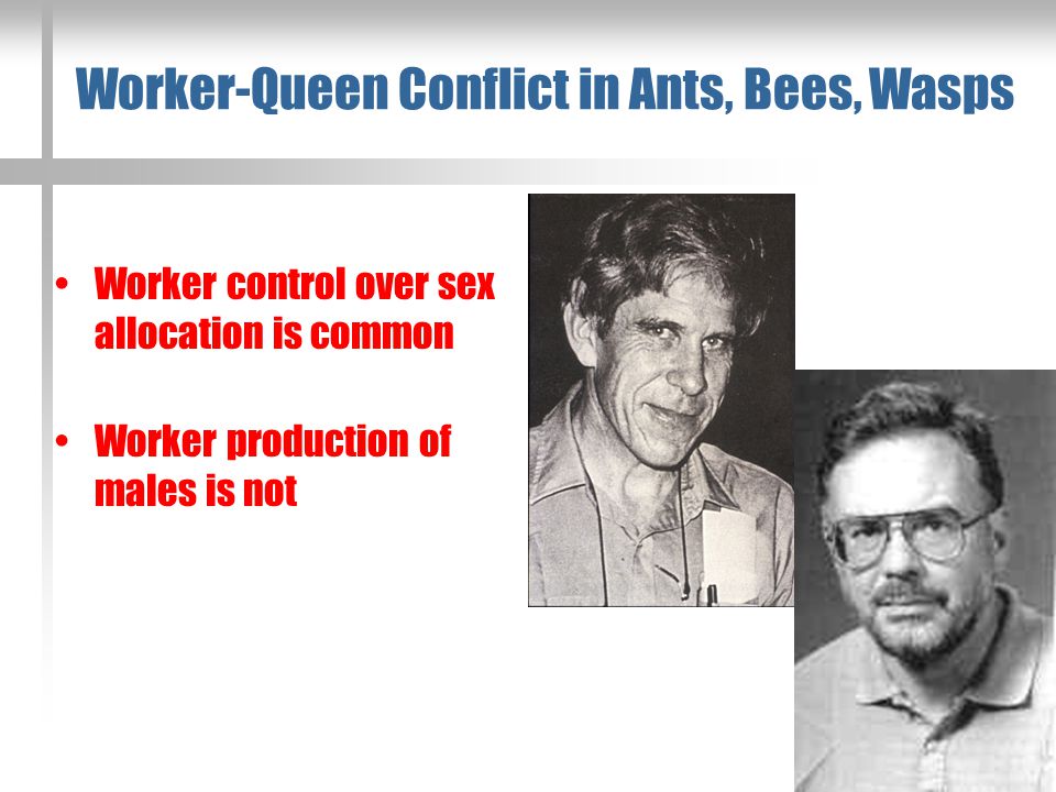 Worker-Queen Conflict in Ants, Bees, Wasps Worker control over sex allocation is common Worker production of males is not