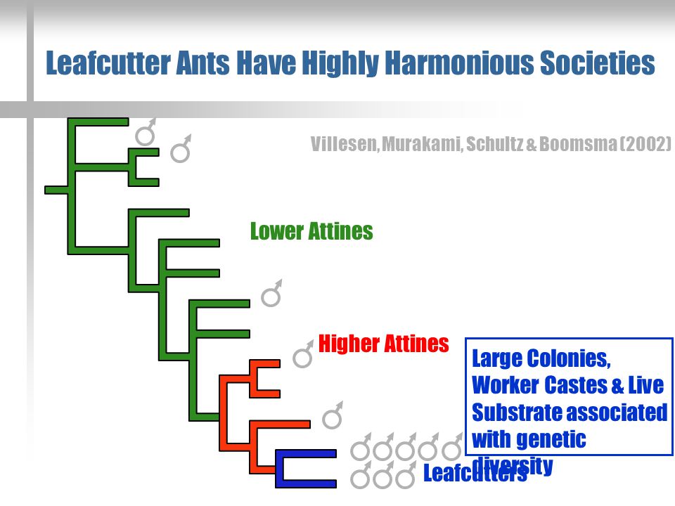 Villesen, Murakami, Schultz & Boomsma (2002) Leafcutters Lower Attines Higher Attines Leafcutter Ants Have Highly Harmonious Societies Large Colonies, Worker Castes & Live Substrate associated with genetic diversity