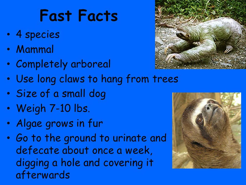 Three-toed Sloth Fast Facts 4 species Mammal Completely arboreal Use long  claws to hang from trees Size of a small dog Weigh 7-10 lbs. Algae grows  in. - ppt download